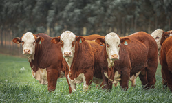 Animais puros e alta genética nas pistas de julgamento de rústicos da Angus