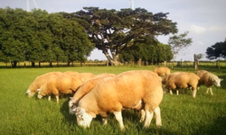 Simvet/RS promove nova edição do treinamento para o PNCEBT