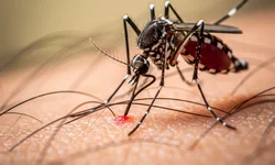 Bairro São João terá feira Comunitária neste sábado