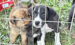 Uruguaiana terá nova feira de adoção de cães