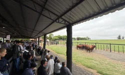 Congresso Mundial Brangus começou em Uruguaiana