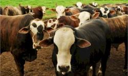 Criado manual de recomendações para frigoríficos