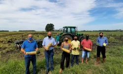 Arrozeiros colhem mais de 12 mil hectares na primeira semana