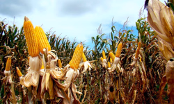 Preços da carne caem em janeiro