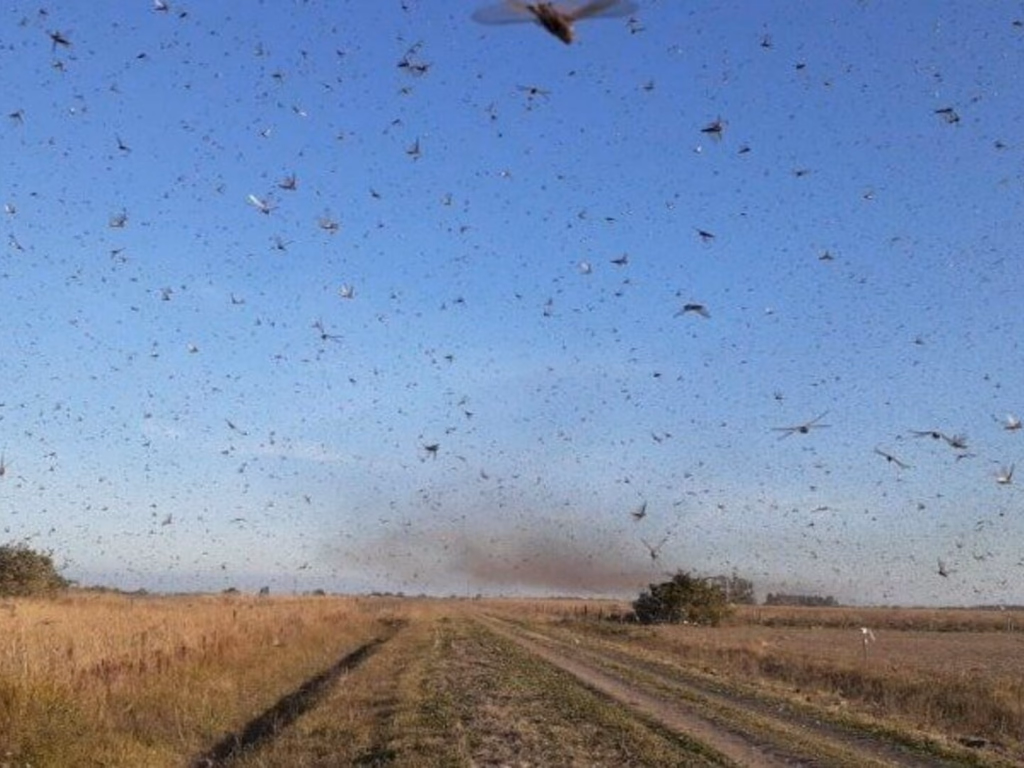 Governo do Estado monitora nuvem de gafanhotos proveniente da Argentina
