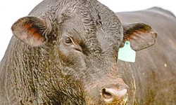 Ultrablack tem alta de 34,78% em registros