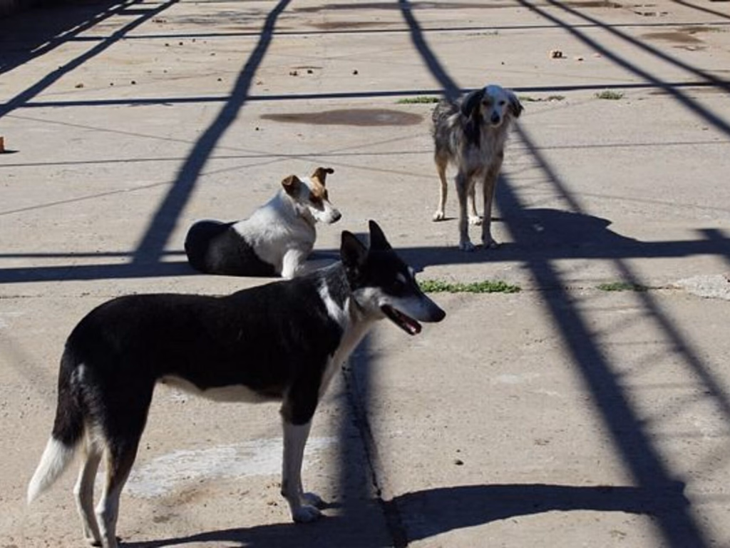 Feira de doação de animais do Canil Municipal será realizada em dezembro