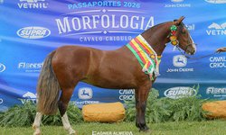 Égua estreante é Melhor Exemplar da Raça em Brasília