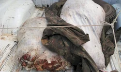 Multa de trânsito por dirigir sem máscara é fake news