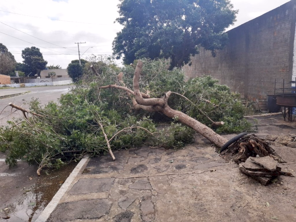 Vento derruba árvore e danifica casas em Uruguaiana