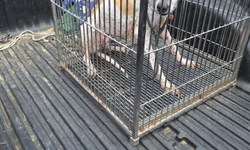 Divulgação não autorizada de conteúdo íntimo acende alerta sobre crime digital