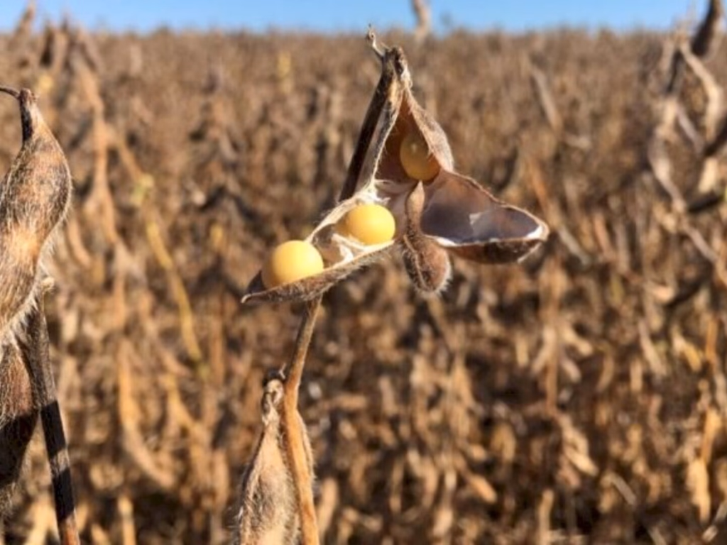 Exportações de soja caem 40% em fevereiro