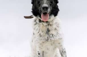 Alta de casos de maus-tratos impulsiona tramitação de projetos no Senado