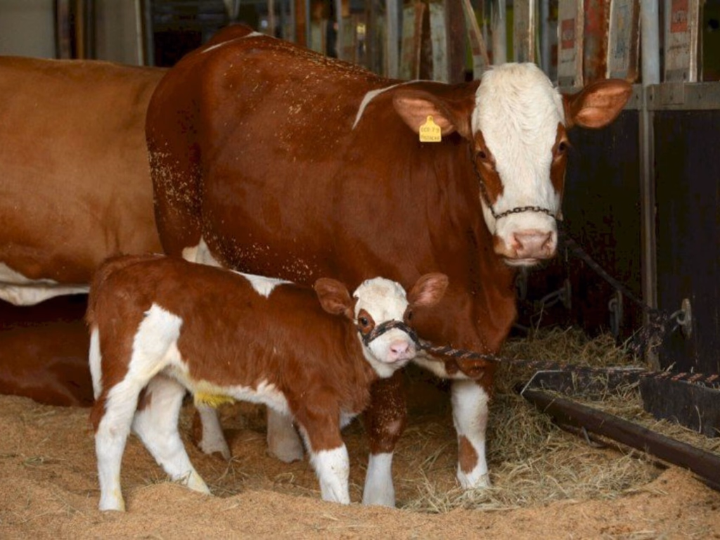 Mais de mil animais marcam presença na Expointer Digital 2020