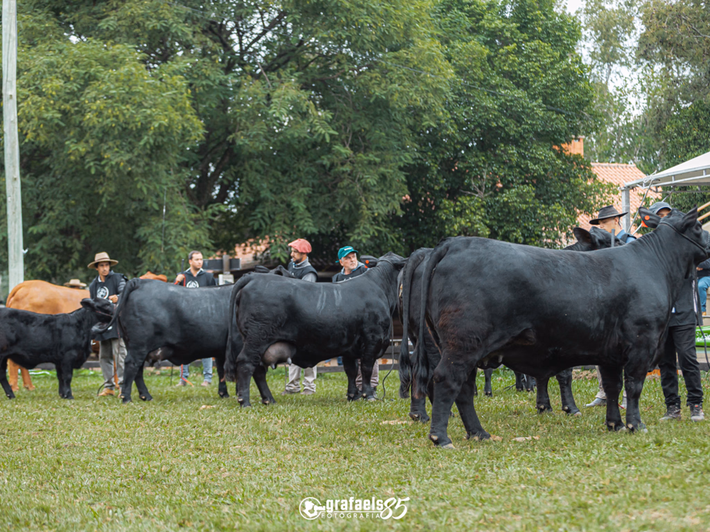 Uruguaiana sediará a ExpoBrangus 2025