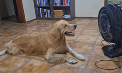 Pets também precisam de atenção por conta do calor