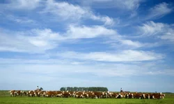 Após dois anos sem vacinação, RS comemora abertura de novos mercados