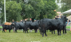 Celemaster disputa vaga na final da Copa Gaúcha em casa