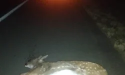 Operação apreende 200 toneladas de sucata em Uruguaiana