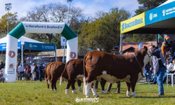 ABCCC inicia calendário de provas do Cavalo Crioulo 2025