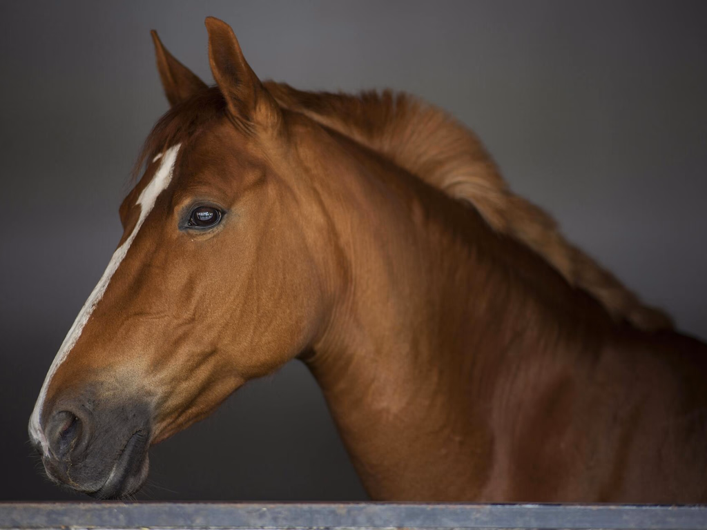 Conforme Mapa, 245 cavalos já morreram devido a ração contaminada