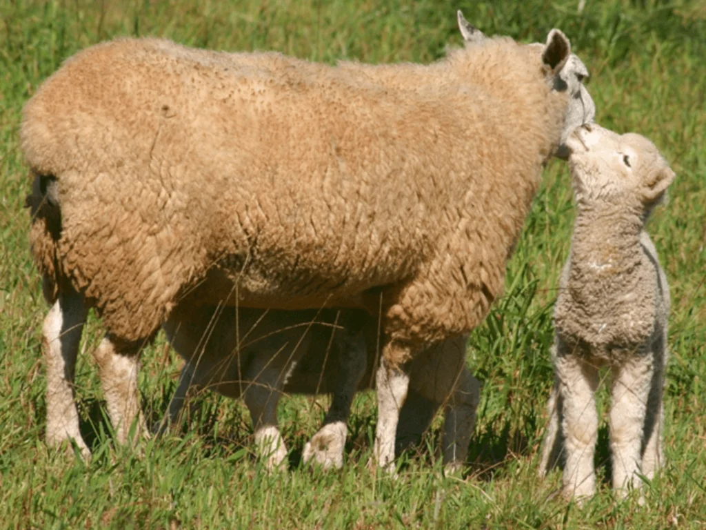 Arco alerta para riscos de parição no inverno