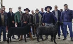 Belle Reserva vence a Morfologia do Cavalo Crioulo