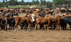 Petrobras anuncia redução de R$ 0,40 no preço do diesel