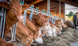 Vencedores da Prova de Eficiência Alimentar serão conhecidos no próximo dia 27