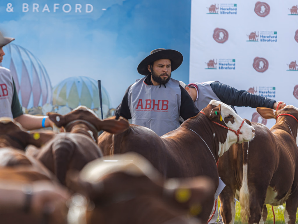 Mundial Braford reunirá pecuaristas de vários países