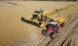 Rio Grande do Sul colheu 79,3% da lavoura de arroz