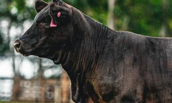 Carteira de habilitação agora custa cerca de R$ 500 