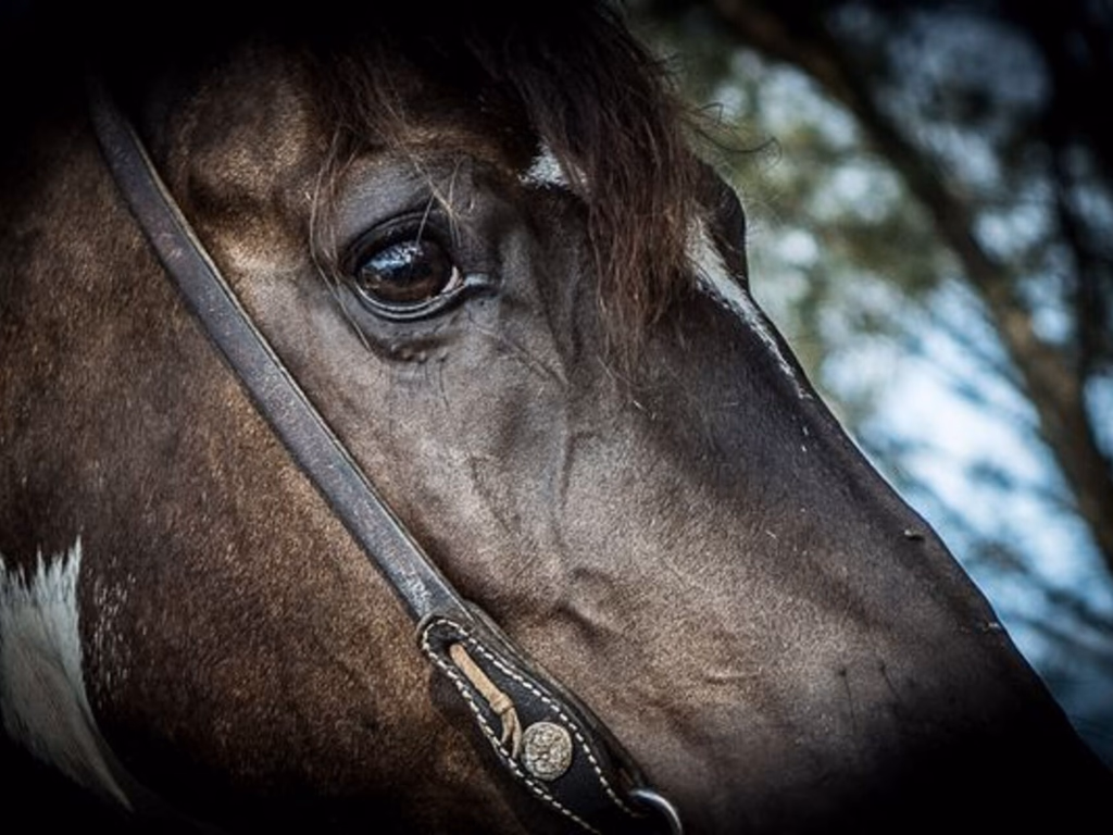 Veterinários questionam prorrogação de instrução sobre Influenza Equina