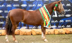 Inter vai à CBF por providências com arbitragem