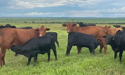 Brasil reafirma protagonismo global no 9º Congresso Mundial Braford