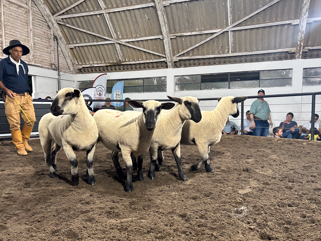 Agrovino fecha 18ª edição com R$ 1,416 milhão movimentados em negócios