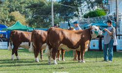 Animais puros e alta genética nas pistas de julgamento de rústicos da Angus