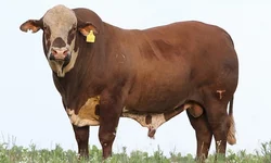 Farsul divulga parecer orientando sobre pagamento do ITR