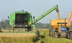 Colheita do arroz no RS atinge 71,31% da área semeada