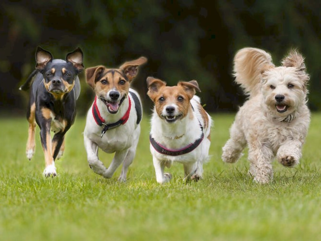 Câmara aprova criação de espaço público para cães