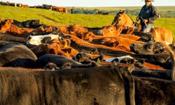 Mariana Tellechea é eleita presidente da Associação Brasileira de Angus