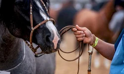 Livinha Souza encara Randa Markos no dia 23 de outubro