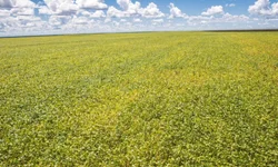 Colheita avança com fronteira oeste na liderança