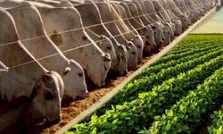 Começa a 32ª Abertura Oficial da Colheita do Arroz