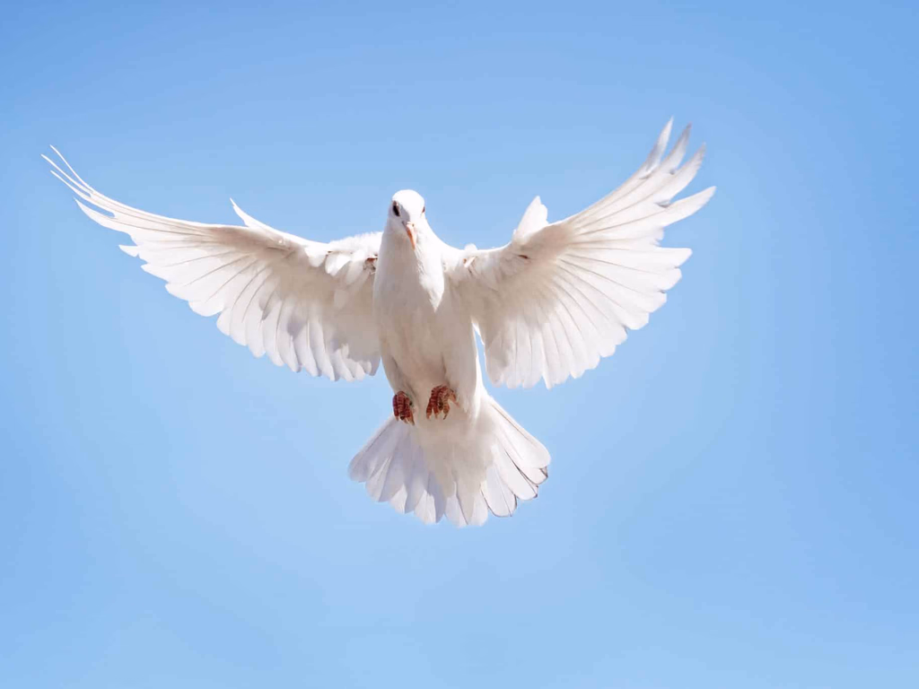 Câmara realiza sessão solene em homenagem à Semana da Paz