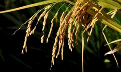 Contratos de crédito rural com pagamento a maior tem direito à restituição