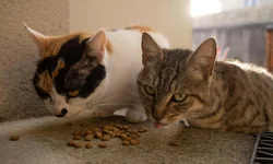 PL visa adotar ingresso solidário com doação de ração em eventos