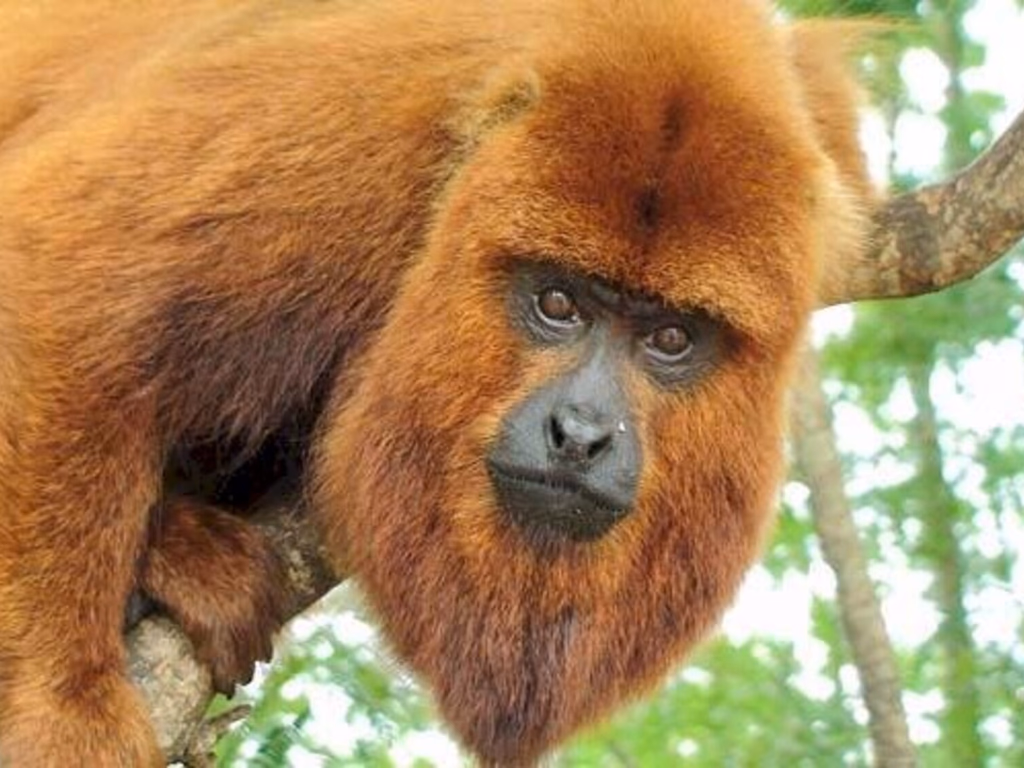 Febre amarela é causa de morte de bugios