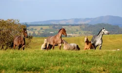 Neymar é expulso após agredir jogador