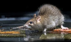 Cientistas testam vacinas contra a gripe aviária